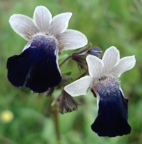 Nemesia barbata flowers